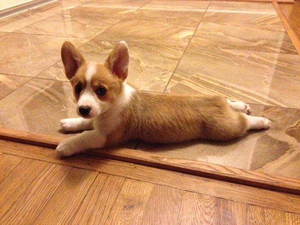 How can a new dog owner quickly shift into 'dog culture' and sound like