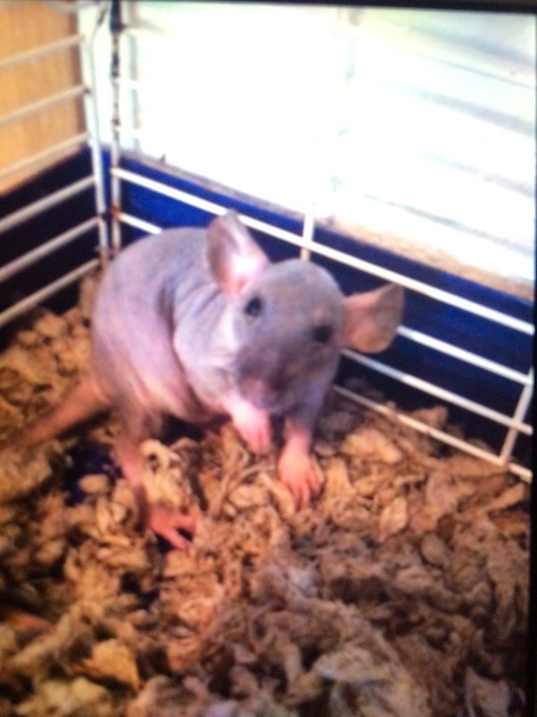 One of my rats bit me. What should I do better? Quora