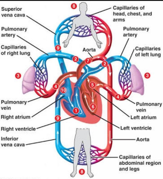 Blood Flow Through Heart And Lungs Diagram