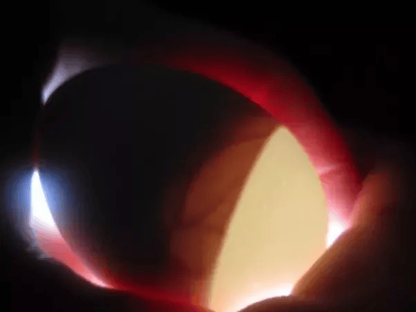 What is the process of hatching chicken eggs naturally? Quora