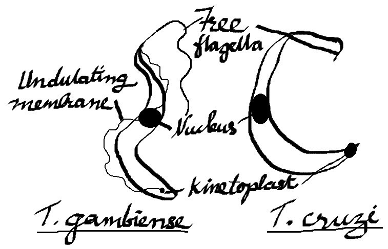 Bagaimana trypanosoma cruzi dapat dibedakan dari trypanosoma gambiense? -  Quora