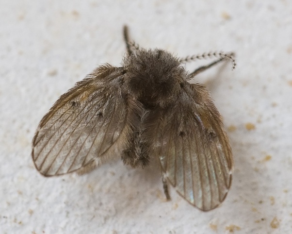 There are small black bugs with wings always hanging around my window