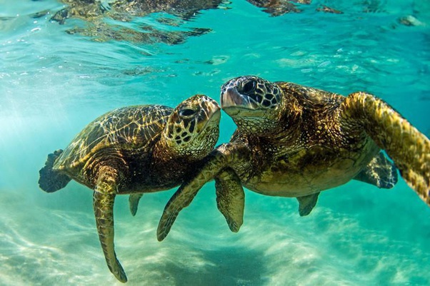 What is the Hawaiian word for turtle? Quora