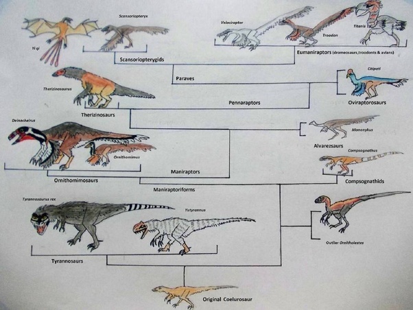Did chickens evolve from TRex? Quora