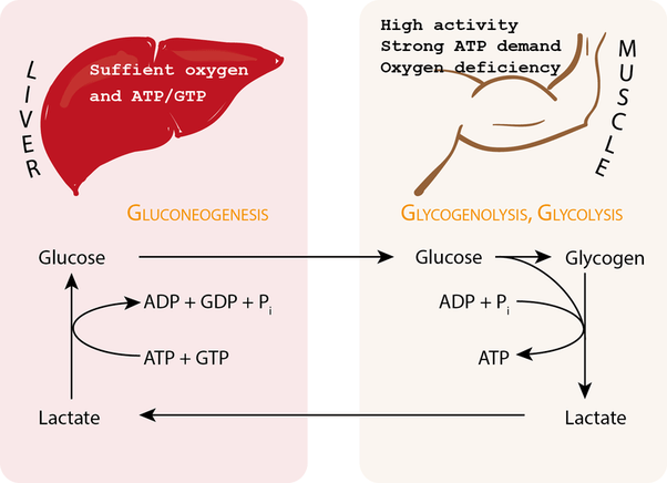 What happens to lactic acid after anaerobic respiration? How is it