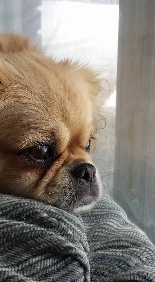 Is it worth raising a dog? Quora