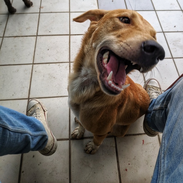 What should I name my Indian pet dog? Quora