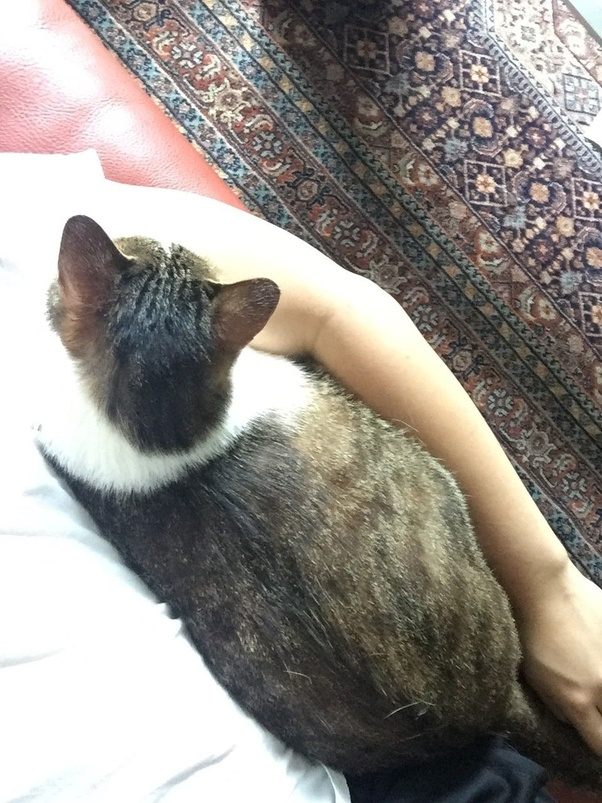 Can cats remember their previous owner? Quora