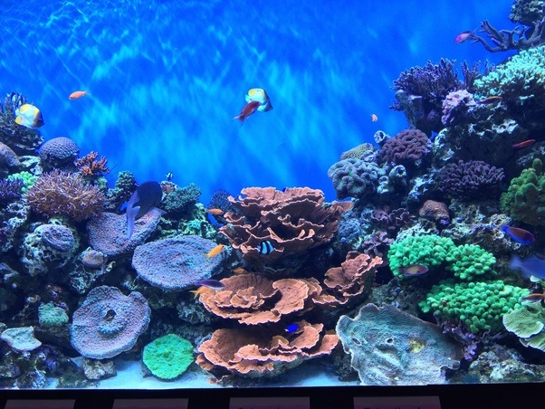 Is the Monterey Bay Aquarium worth visiting? Quora