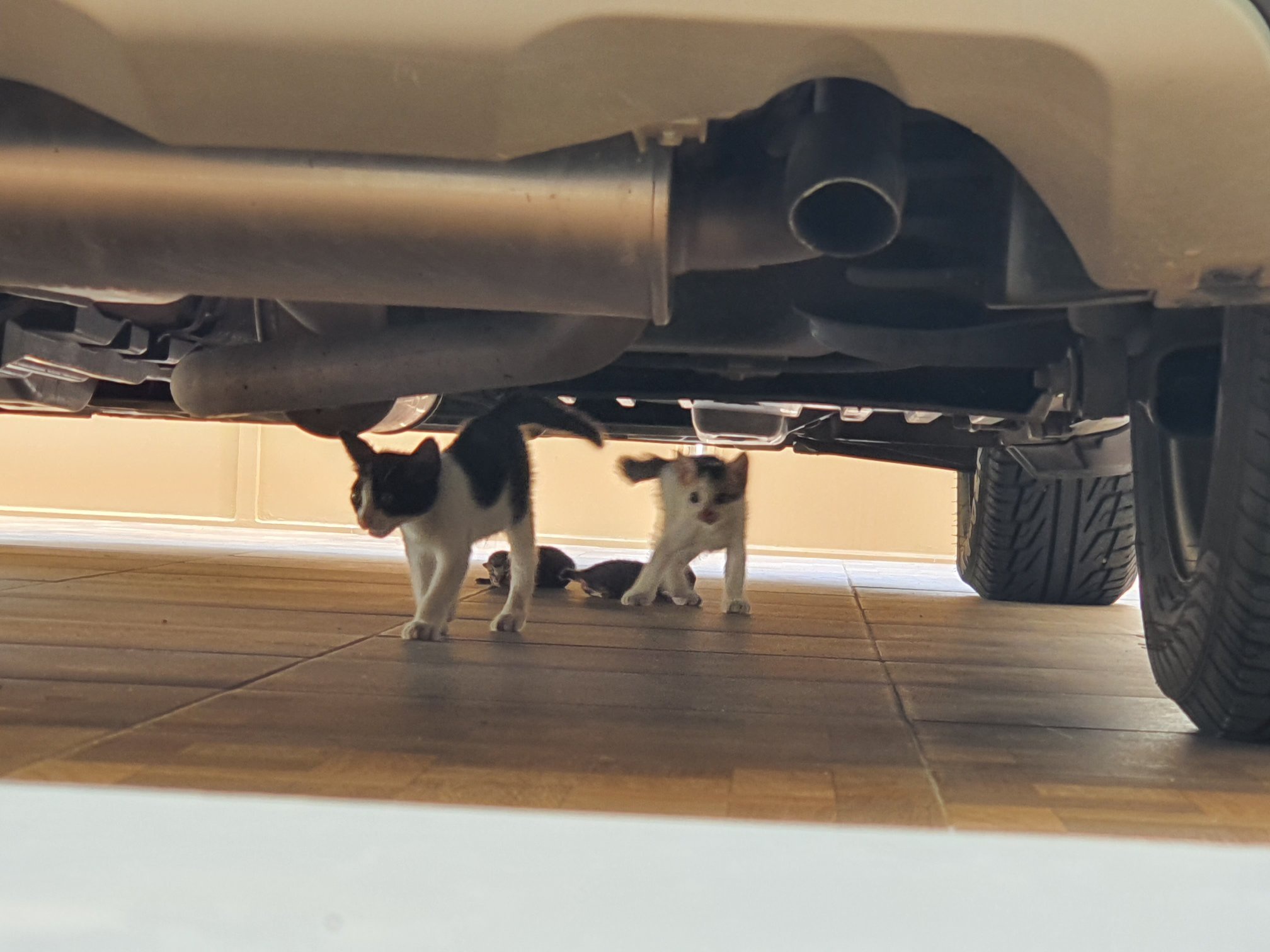 Apa penyebab induk kucing tidak mau menyusui anaknya setelah melahirkan? -  Quora