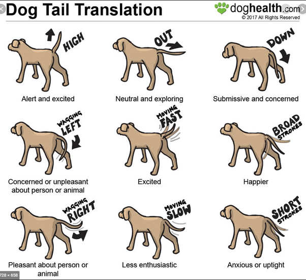 A german shepherd with wagging tail is not always the sign that he is in a friendly mood. Why Does My German Shepherd Bark While Wagging Her Tail At Everyone That Passes Our Front Yard Quora