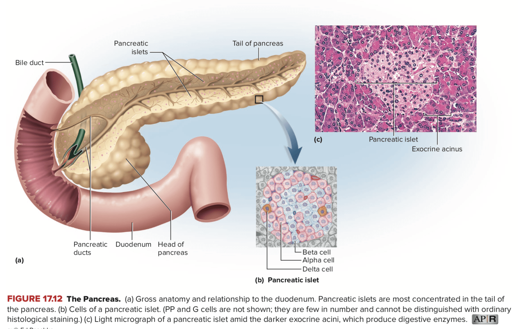 Bagaimana proses di mana insulin diproduksi dalam sel manusia normal? -  Quora
