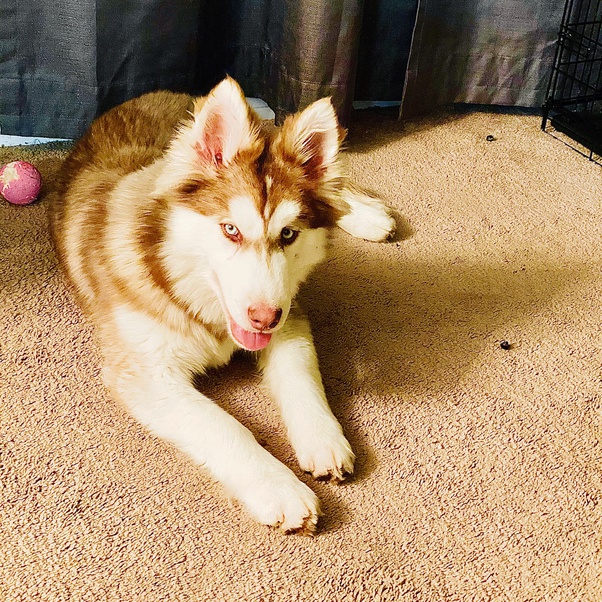 How to know if my dog is part wolf Quora