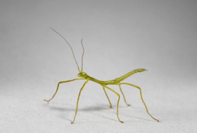 Bagaimana serangga tongkat berbeda dari serangga nimfa? - Quora