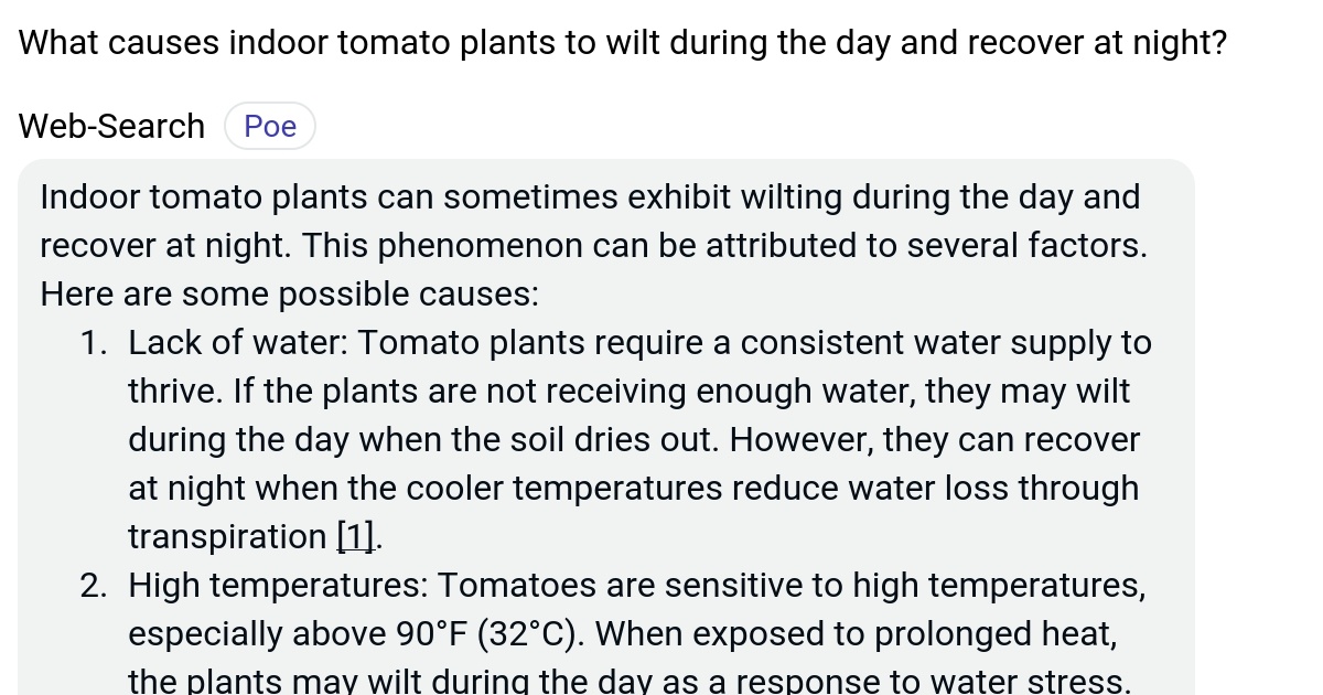 What causes indoor tomato plants to wilt during the day and recover at