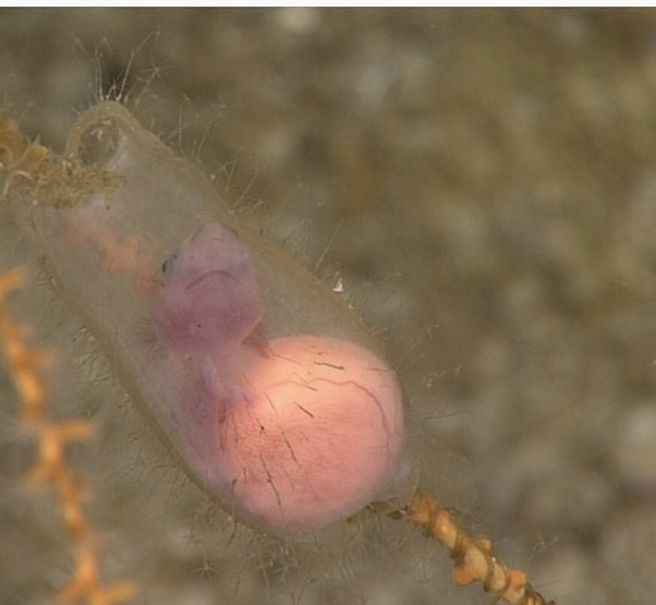 Do great white sharks have live births or lay eggs? Quora