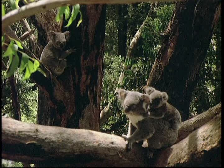 Manakah fakta paling menarik tentang koala, dan mengapa demikian? - Quora