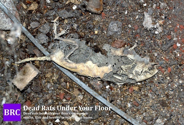 How to remove the smell of a dead mouse Quora