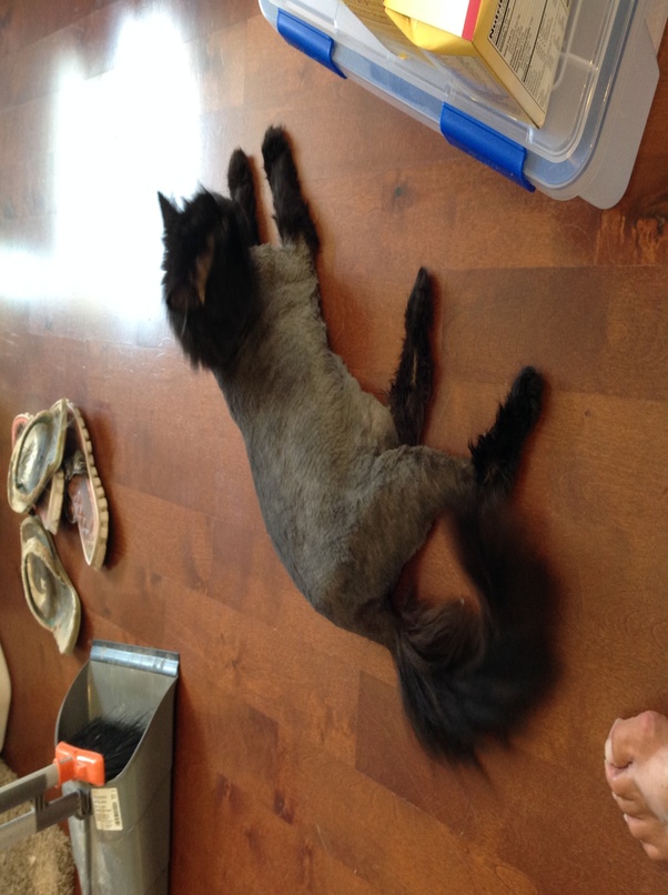 How fast does the fur on a shaved Persian cat grow back