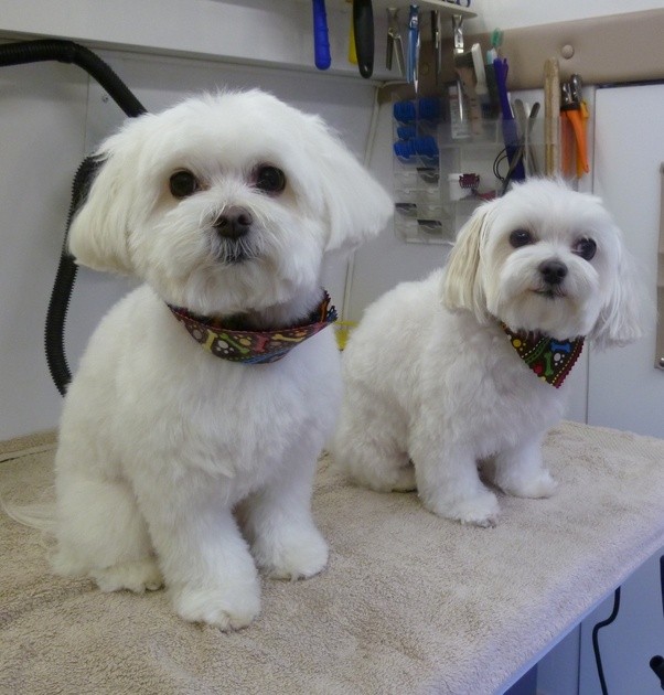 What is the best breed of dog as an indoor pet that won�t