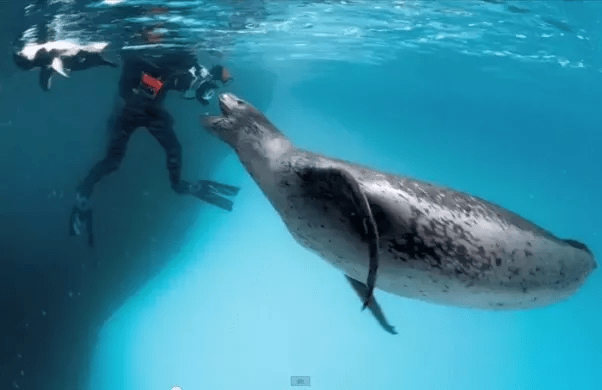 Would a leopard seal kill a polar bear? Quora