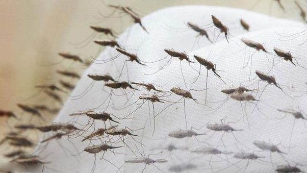 How to keep mosquitoes out of my bedroom at night Quora
