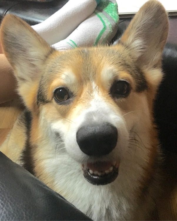 My dog just ate an entire tissue box. Will he survive? Quora