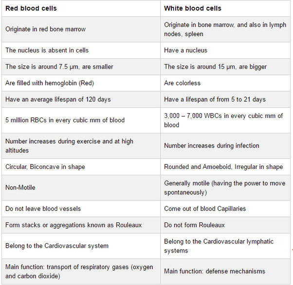 What is the difference between white blood cells and red blood cells
