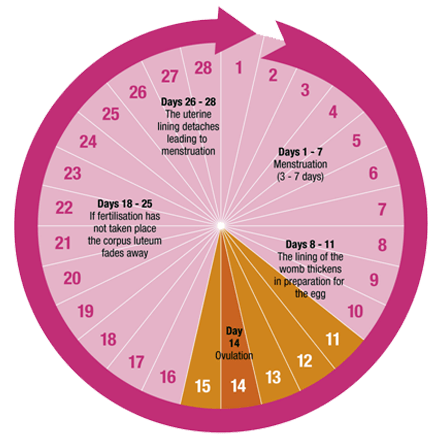 What Are The Chances Of Getting Pregnant 8 Days After My Period? - Quora