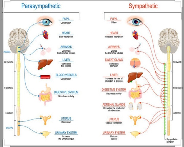 What is a sympathetic nervous system? Quora