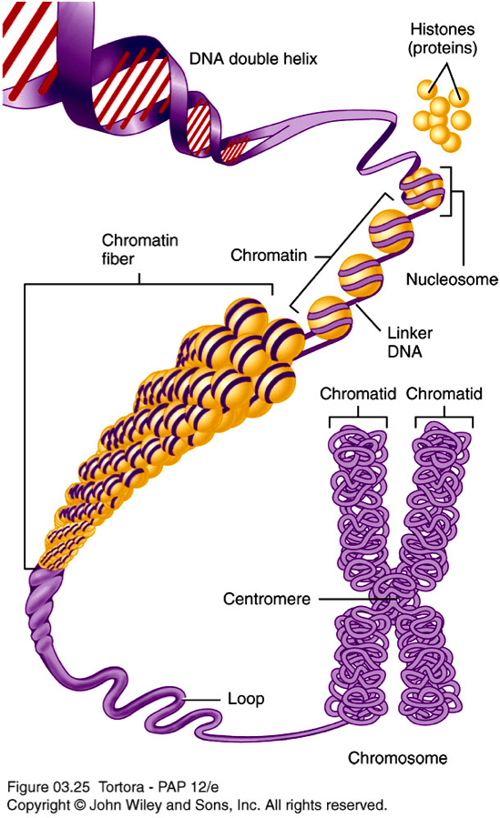 Does a chromosome have one chromatid or two chromatids? Quora