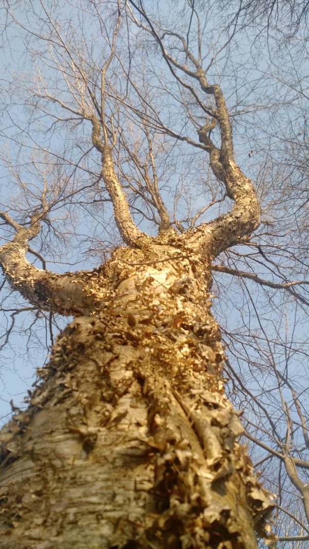 What does the birch tree represent? Quora