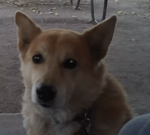 Why does my dog not want to sleep next to me? Quora