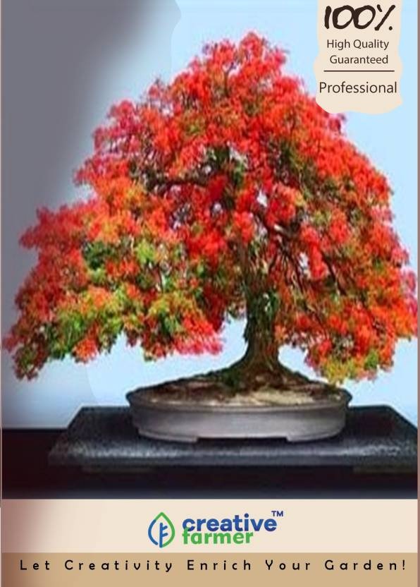 Can you share the Gulmohar tree picture? Quora