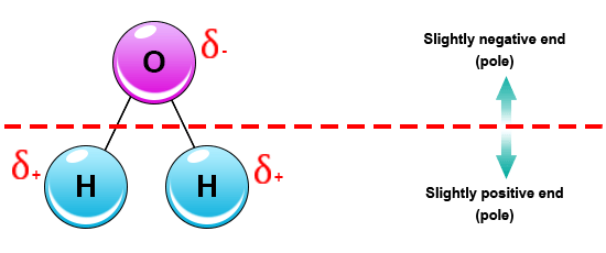 What are some examples of a polarized molecule? Quora