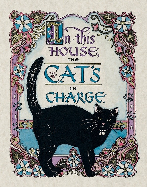 Why is it so hard to train a domestic cat? Quora