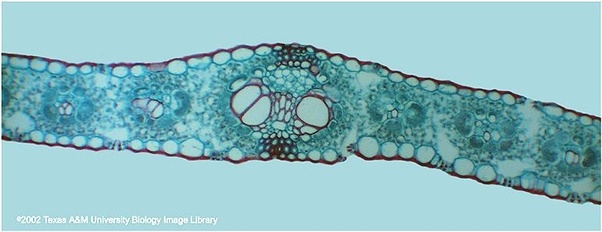 What is the difference between monocots and dicot leaves? Quora
