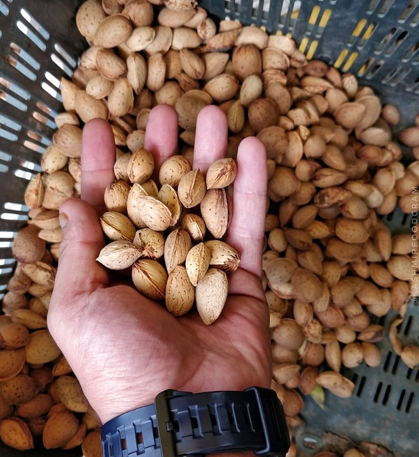 What is the difference between Kashmiri almond, Gurbandi almond, Mamra