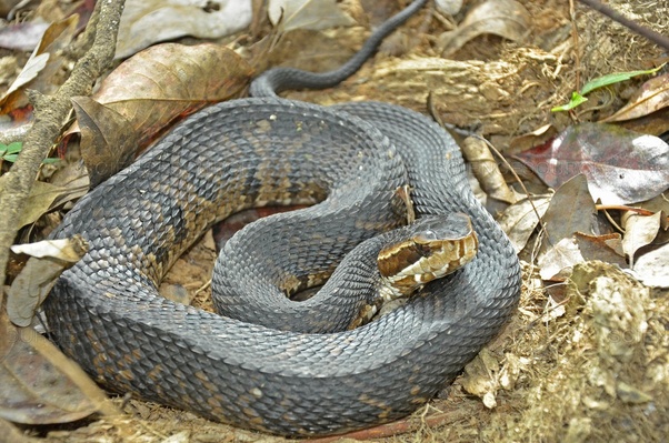 Can someone give me a better idea on how to identify a cottonmouth