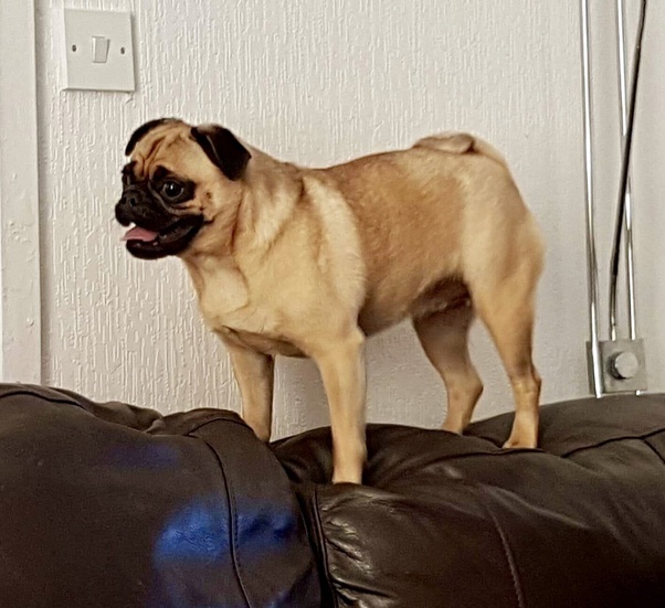 Is it possible to purchase a pug puppy from a reputable breeder in