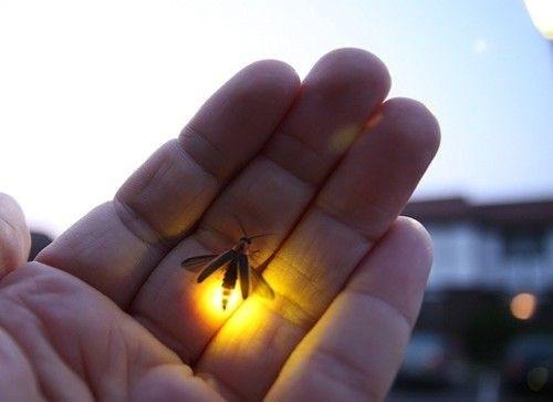 What type of insect is a lightning bug and why do they light up? Quora