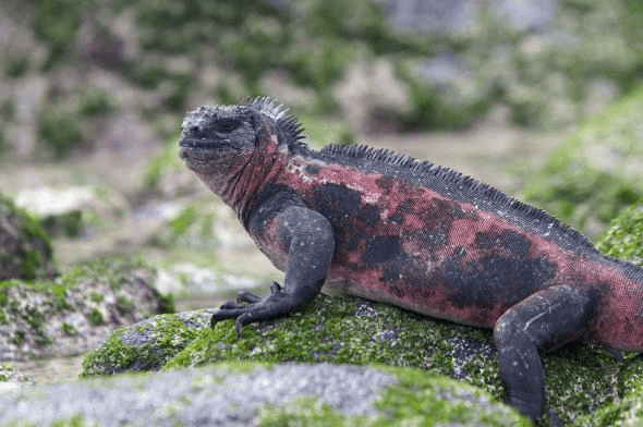 What kind of lizards live in water? Quora