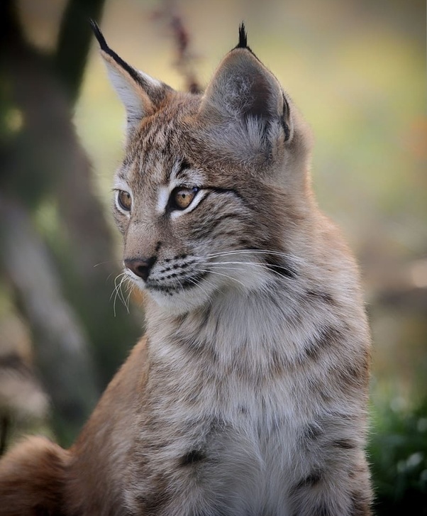 42+ Can You Have A Canadian Lynx As A Pet Hutomo