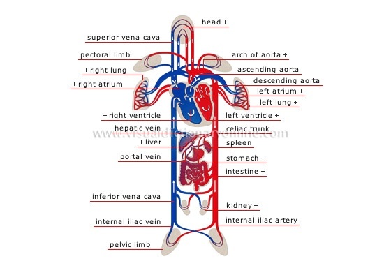 Can rightsided heart failure cause hypertension?(then progress to left