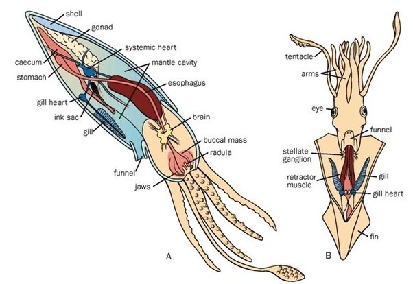 Do squid really have multiple brains? Quora