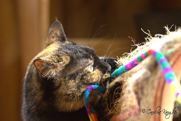 How to get my cat to stop hissing at guests Quora