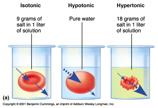 How does the body use salt? Quora