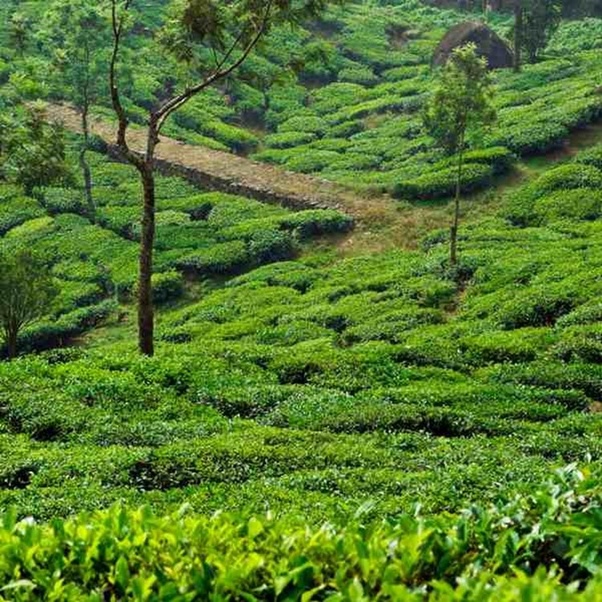 What are the best places to visit in Munnar and Alleppey
