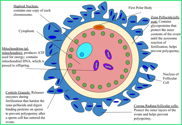 Do human egg cells have something comparable to the yolk in a chicken