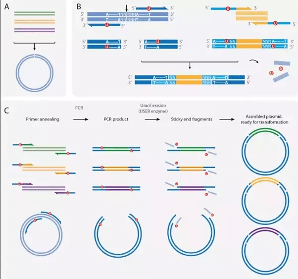 If we do a PCR with a plasmid we use forward and reverse